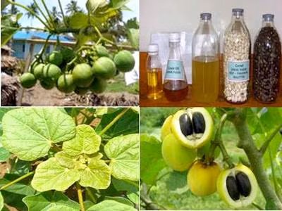 Nhiên liệu sinh học được tạo ra từ nhiều loại thực vật khác nhau. Ảnh minh họa(Nguồn: Internet)