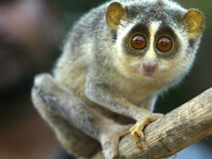 Bị bắt vì giấu khỉ con trong… ống quần