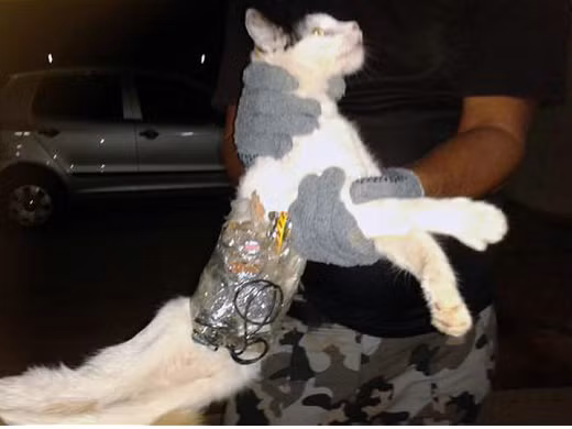 Các dụng cụ đường dán xung quanh bụng mèo