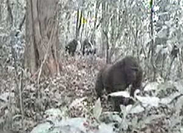 Loài khỉ đột Sông Cross đang đứng trước nguy cơ tuyệt chủng.