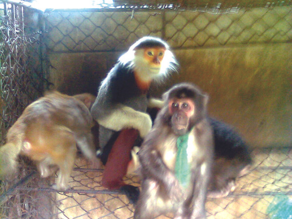 Thịt khỉ rẻ hơn thịt lợn