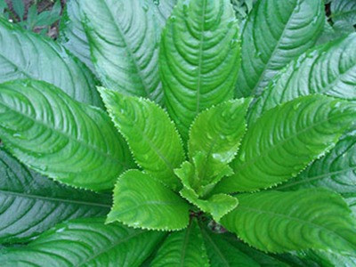 Dùng lá xương sông chữa bệnh mùa hè