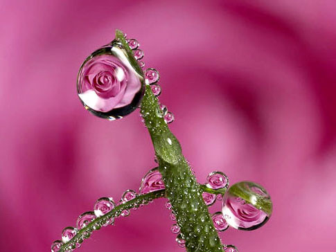 Sống động ngắm hoa nở trong... sương