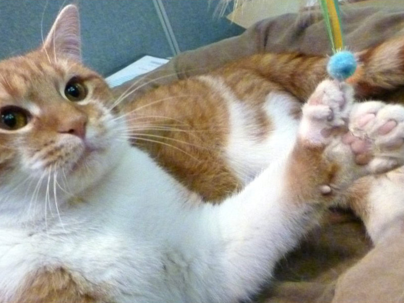 Kỳ lạ mèo có 26 ngón chân