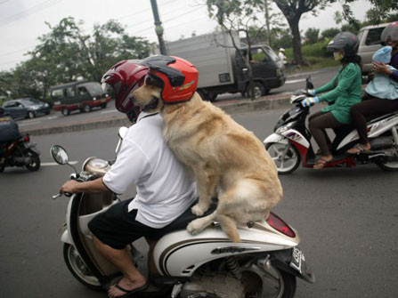 Chó đội mũ bảo hiểm ngồi sau xe như người