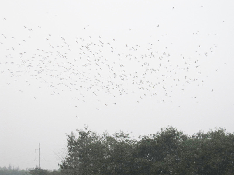 Chi chục tỷ đồng đưa cò về phố