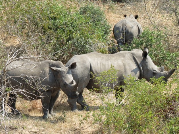 ‘Sừng tê giác không phải là thần dược hay đẳng cấp’