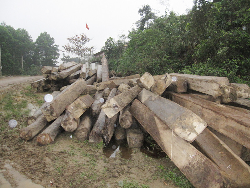 Rừng đầu nguồn biên giới bị tàn phá