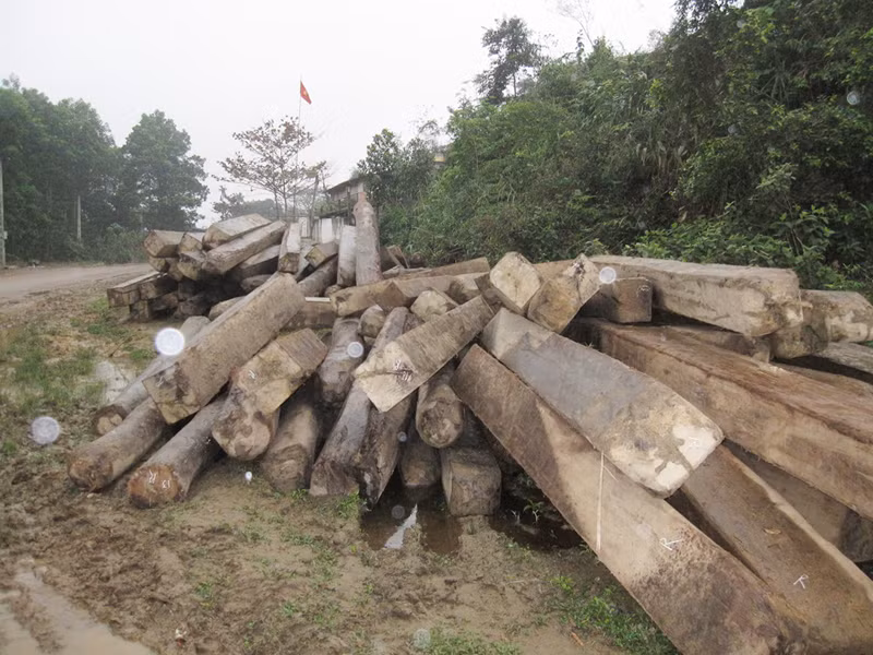 Rừng đầu nguồn biên giới bị tàn phá