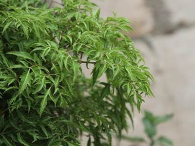 Lá đinh lăng tăng sức đề kháng