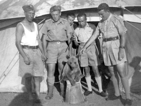 Chiến binh gấu Wojtek khi còn nhỏ tại Quân đoàn II Ba Lan