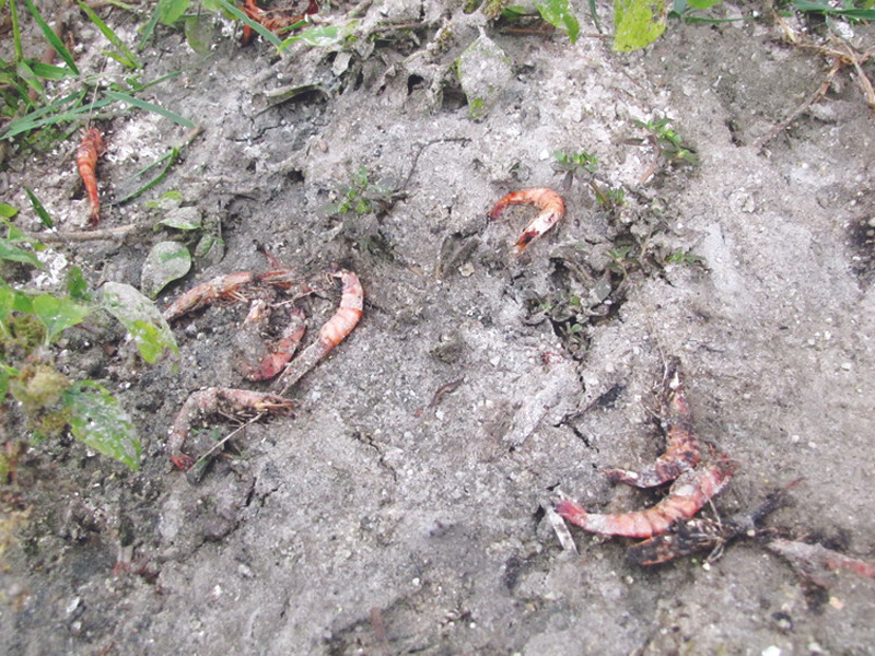 Tôm chết còn sót lại bên những hồ nuôi bị bỏ hoang