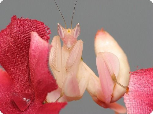 Loài bọ ngựa đẹp như... hoa lan