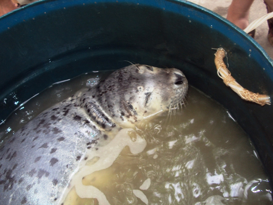 Ngư dân bắt rồi thả hải cẩu 30 kg về biển