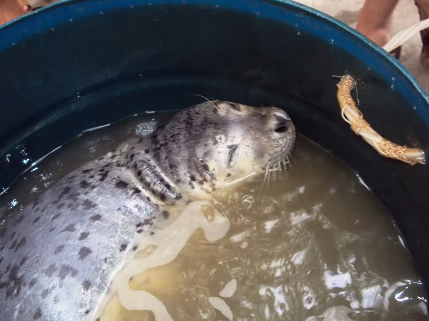 Ngư dân bắt rồi thả hải cẩu 30 kg về biển