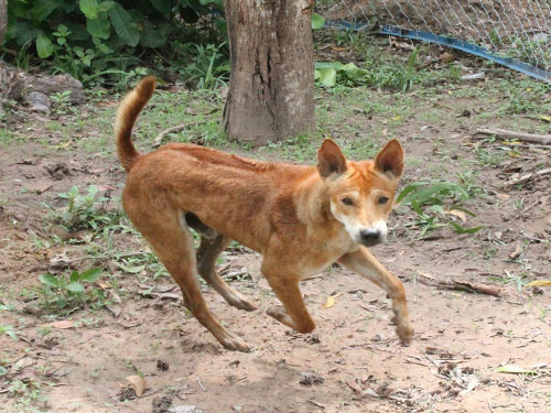 Thần khuyển đại tướng quân