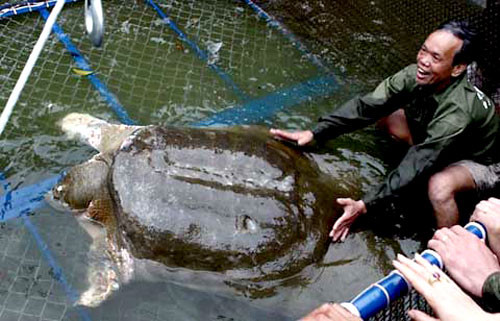 Không gắn chip theo dõi cụ Rùa