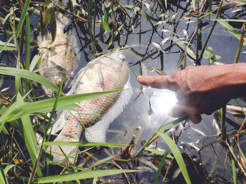 Cá chết ở Đồng Quang Ảnh: Phú Đức
