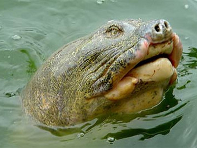 Tâm thư gửi 'cụ' Rùa