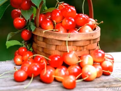 Trái cherry, đắt xắt ra… thuốc?