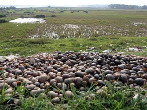 Vì sao thương lái TQ dễ 'dụ' nông dân Việt?