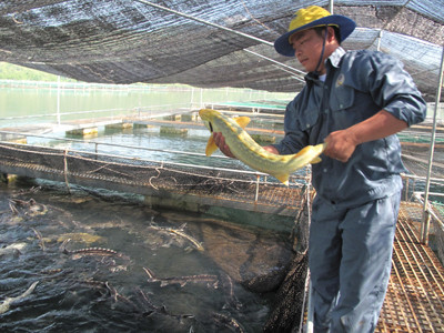 Cá tầm nhập lậu được 'rửa' như thế nào?