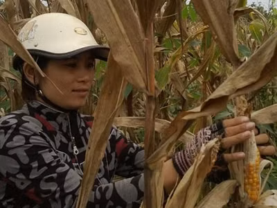 Thêm nhiều người khổ vì ngô không hạt