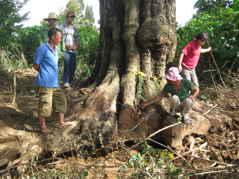 Bảo vệ cổ thụ níu giữ đại ngàn