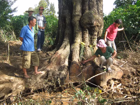 Bảo vệ cổ thụ níu giữ đại ngàn