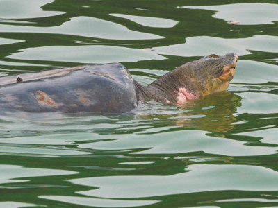 Tìm đường đưa cụ Rùa trở về hồ Gươm