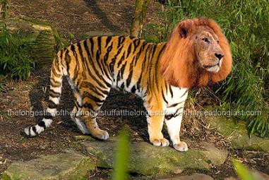 Đài Loan : 3 con hổ lai sư tử chào đời