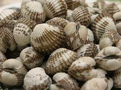 Sò lông chữa dạ dày, viêm gan