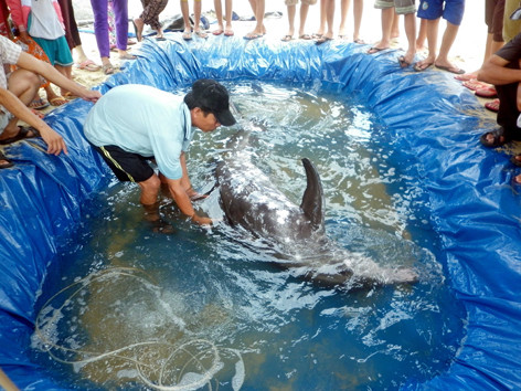 Cá Ông dạt vào bờ