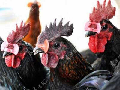 Trang bị kính mắt cho… gà