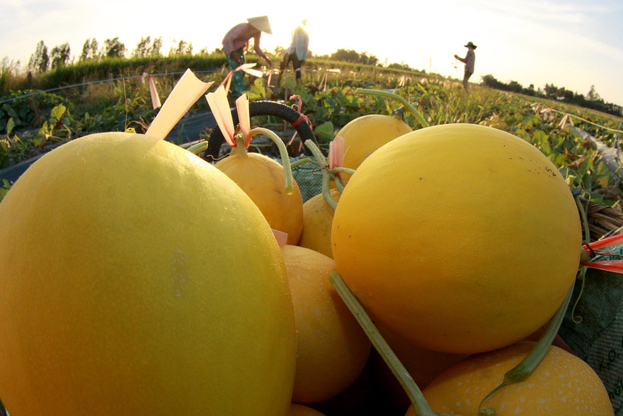 Dưa đạt chuẩn VietGap hút hàng dịp Tết