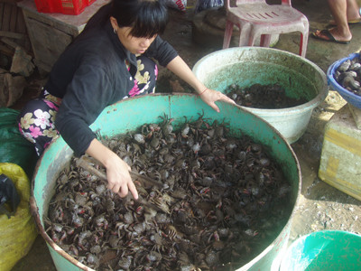 Cạn dần đặc sản ba khía