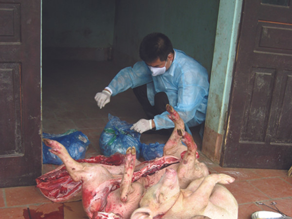 Lò mổ lợn tai xanh làm ruốc, mắm tép hoạt động bí mật