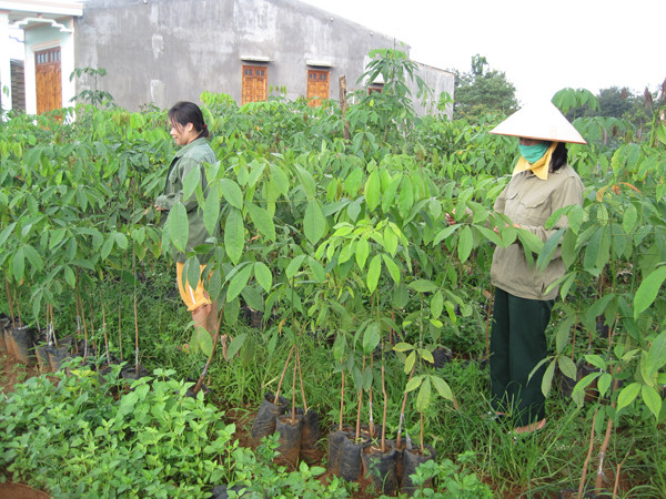 Vườn ươm cà phê của lính trẻ Trung đoàn 720 Ảnh: QS