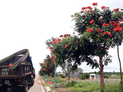 Thế giới cấm, Lâm Đồng trồng vô tư