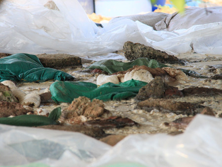 Rợn người chứng kiến hố ngâm ô mai