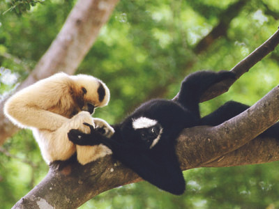 Phát hiện loài vượn đen má trắng ở vườn Quốc gia Pù Mát