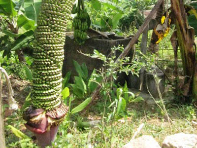 Thêm buồng chuối 'khủng' hơn 200 nải ở Nghệ An