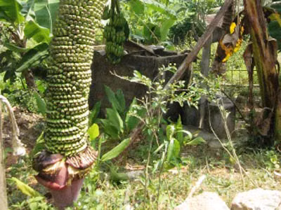 Thêm buồng chuối 'khủng' hơn 200 nải ở Nghệ An