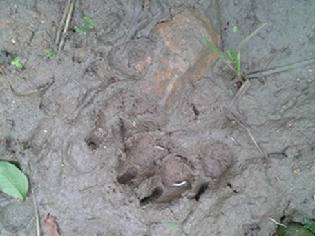 Nghi ngờ 'vết chân hổ' ở Yên Bái