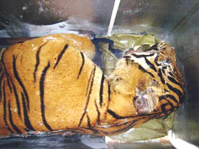 Hổ trong thùng đông lạnh