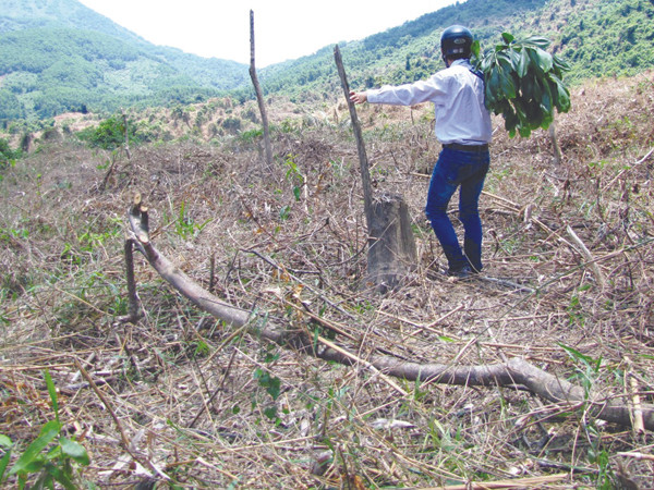 Phá rừng tự nhiên để…trồng rừng