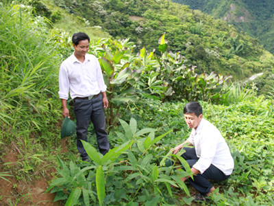 Lên rẻo cao trồng nấm, nuôi tằm