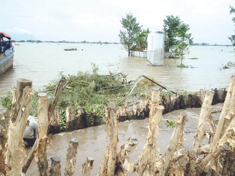 Hơn 9 ngàn hecta lúa thu đông bị mất trắng