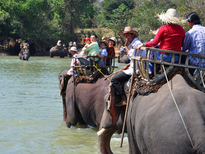 Voi không sống nổi để chờ ngân sách