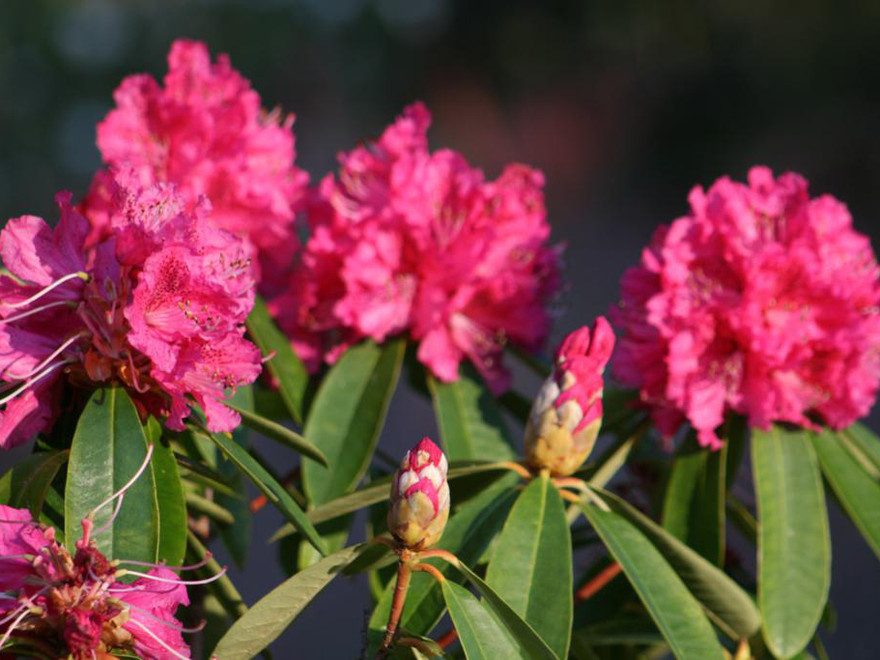 Khoảnh khắc đẹp về Wellington Botanic Gardens